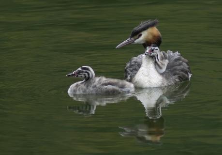 Der Taucher und seine Kinder