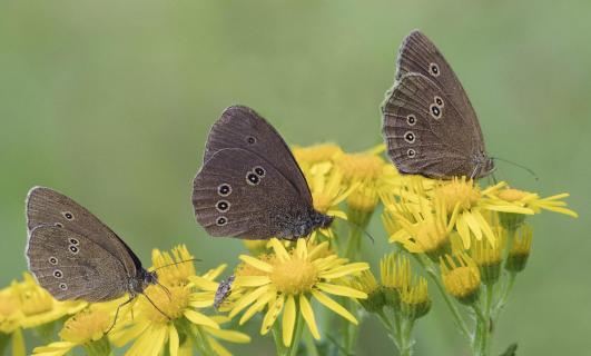 drei Schmetterlinge