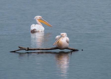 zwei Pelikane