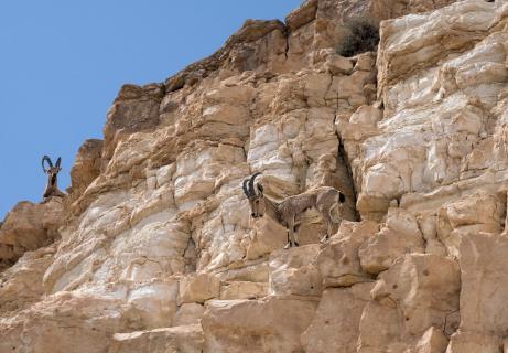  2 IBEX