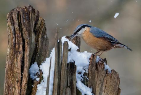 letzter Schnee