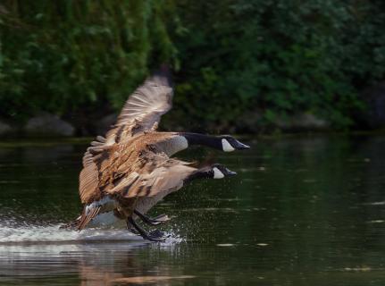 Branta canadensis