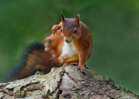 Springendes Eichhörnchen