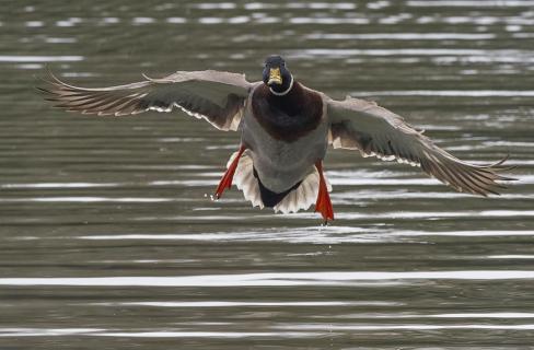 Ente im Flug