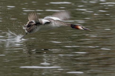 Der Flug des Haubentauchers