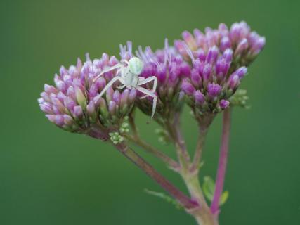 Misumena vatia