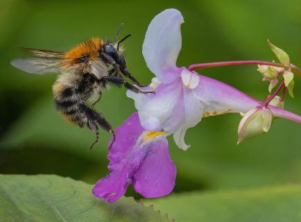 die Hummel