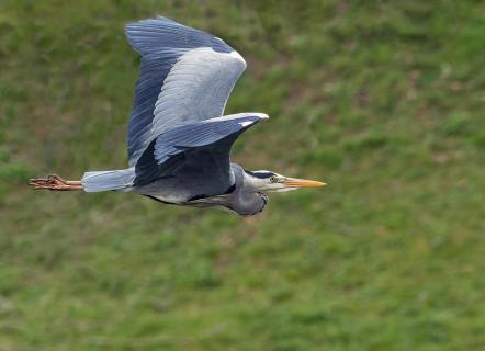 Reiher im Flug
