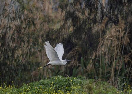 Silberreiher im Flug