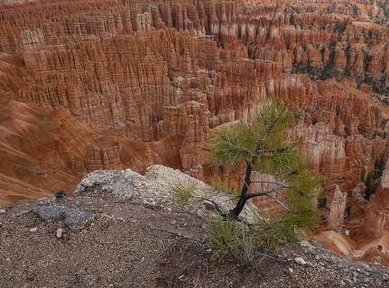 Der Baum