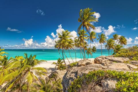 Palmenstrand auf Barbados
