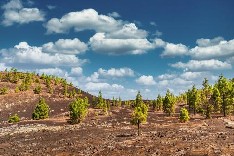 Nationalpark Teide auf Teneriffa