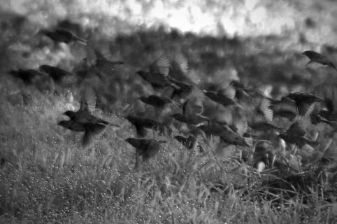 Vogelschwarm im Morgentau