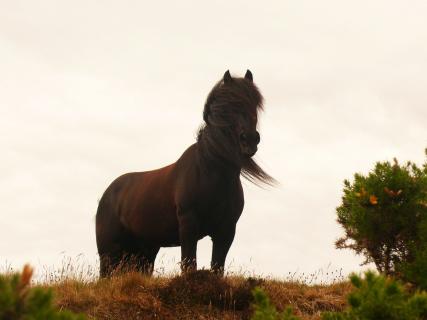 Pferd in Schottland