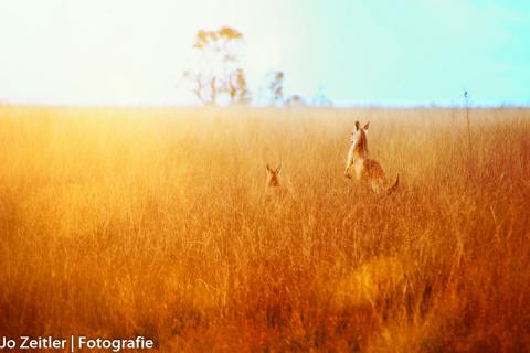 Wallaby