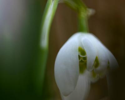 Bote des Frühlings