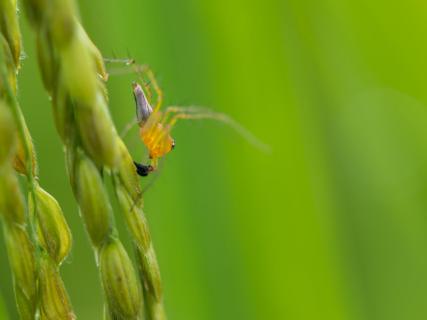 Spinne