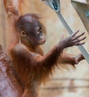 kleiner Orang Utan