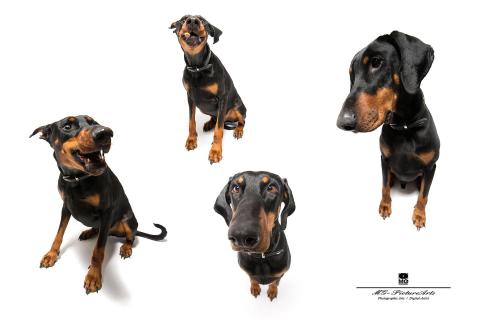 Dobermann