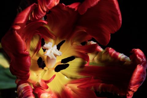 Tulpe