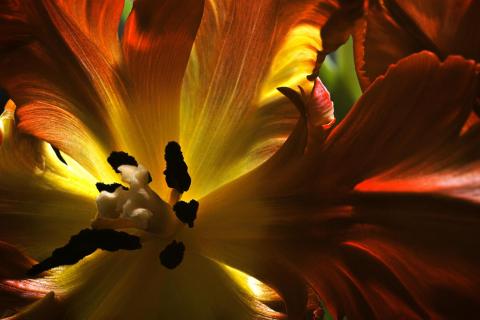 Tulpe