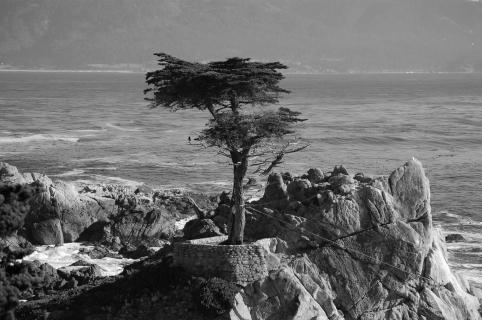 Lone Cypress