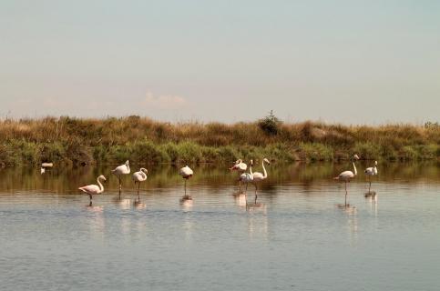 Wilde Flamingos in der Camargue
