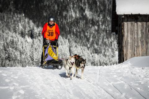 Hundschlittenrennen 1