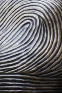 fingerprint