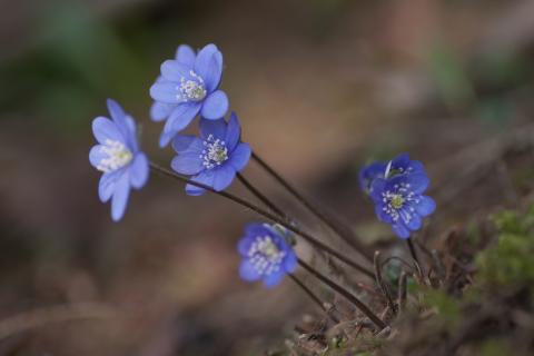 Leberblümchen im Mischwald