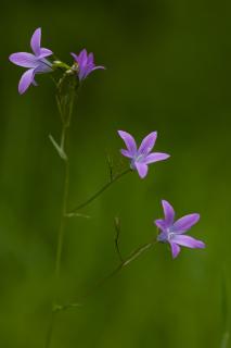 Wiesenglockenblume auf feuchter Waldlichtung