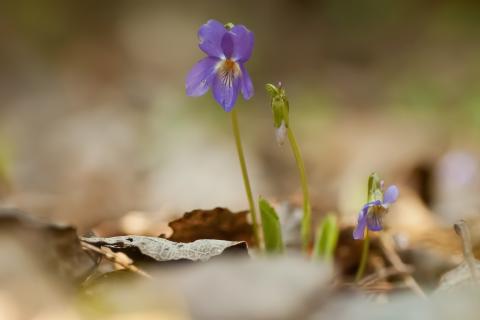 Waldveilchen 