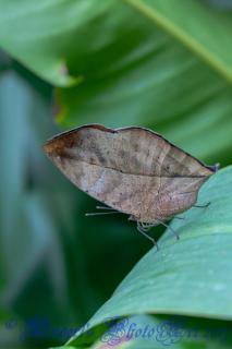 BLATTSCHMETTERLING