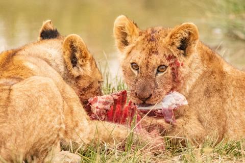 Dinner for Lion-Babys