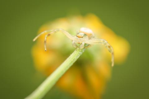 Veränderliche Krabbenspinne