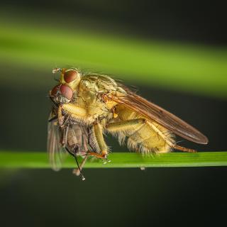 Kannibalistische Fliegen