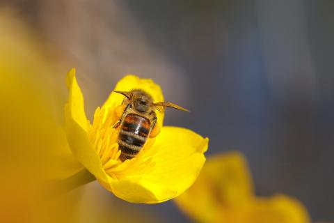 Mit dem Frühling kommt das grosse Summen...!
