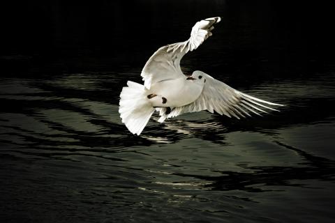 Möwe kurz nach Abflug