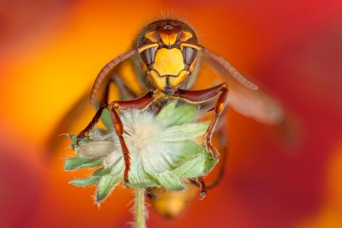 Hornisse Vespa crabro