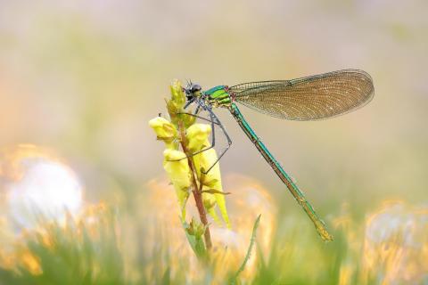 Prachtlibelle 