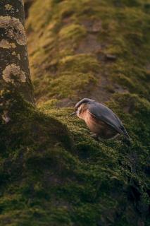 Kleiber im Abendlicht