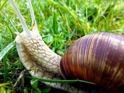 Schnecke