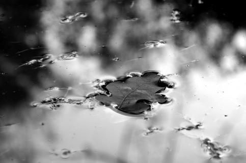 Vom Wasser getragen
