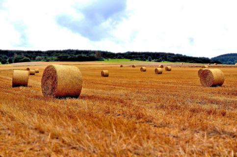 Feld
