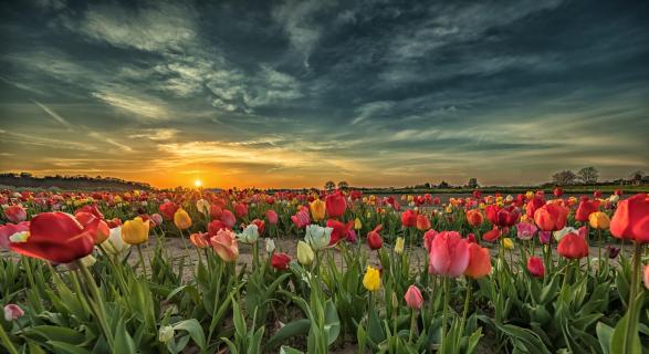 Tulpenblüte...