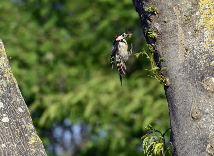  Blutspechtmännchen bei Anflug an NestTM01520.JPGap