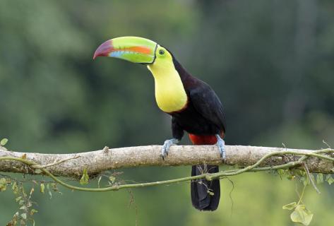  Regenbogentukan in Costa Rica