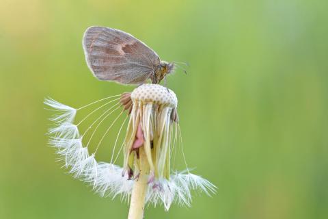 kleines Wiesenvögelchen auf Pusteblume