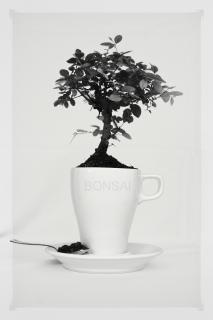 Bonsai