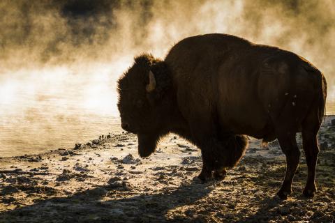 Bison